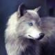 Аватар для skywolf59
