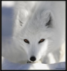 Аватар для SnowFoXXX