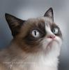 Аватар для GrumpyTheCat