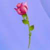 Розовая роза 3 стикер иконка.png