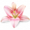 Lily flower plant.png